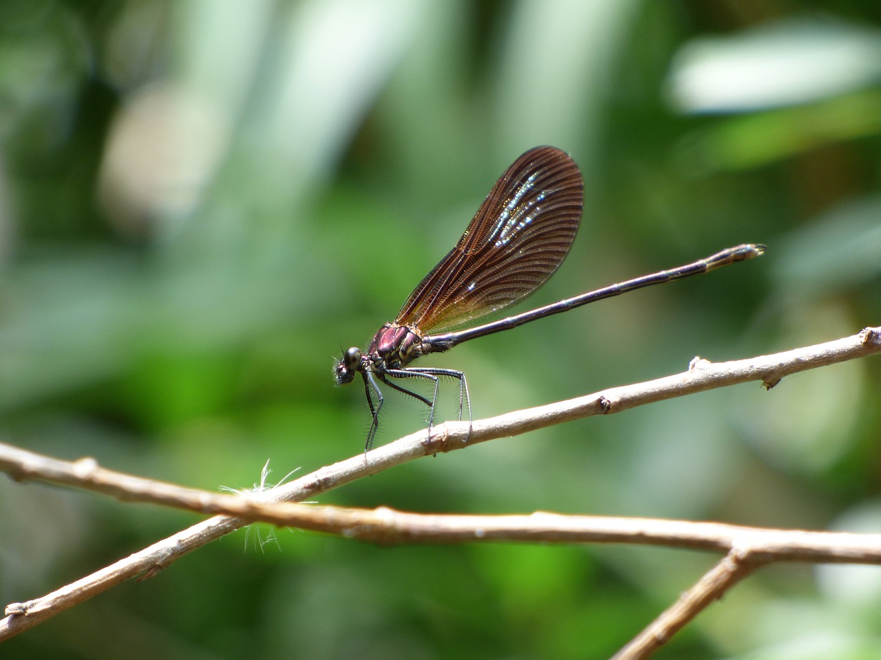 dragonfly damselfly calopteryx virgo free photo