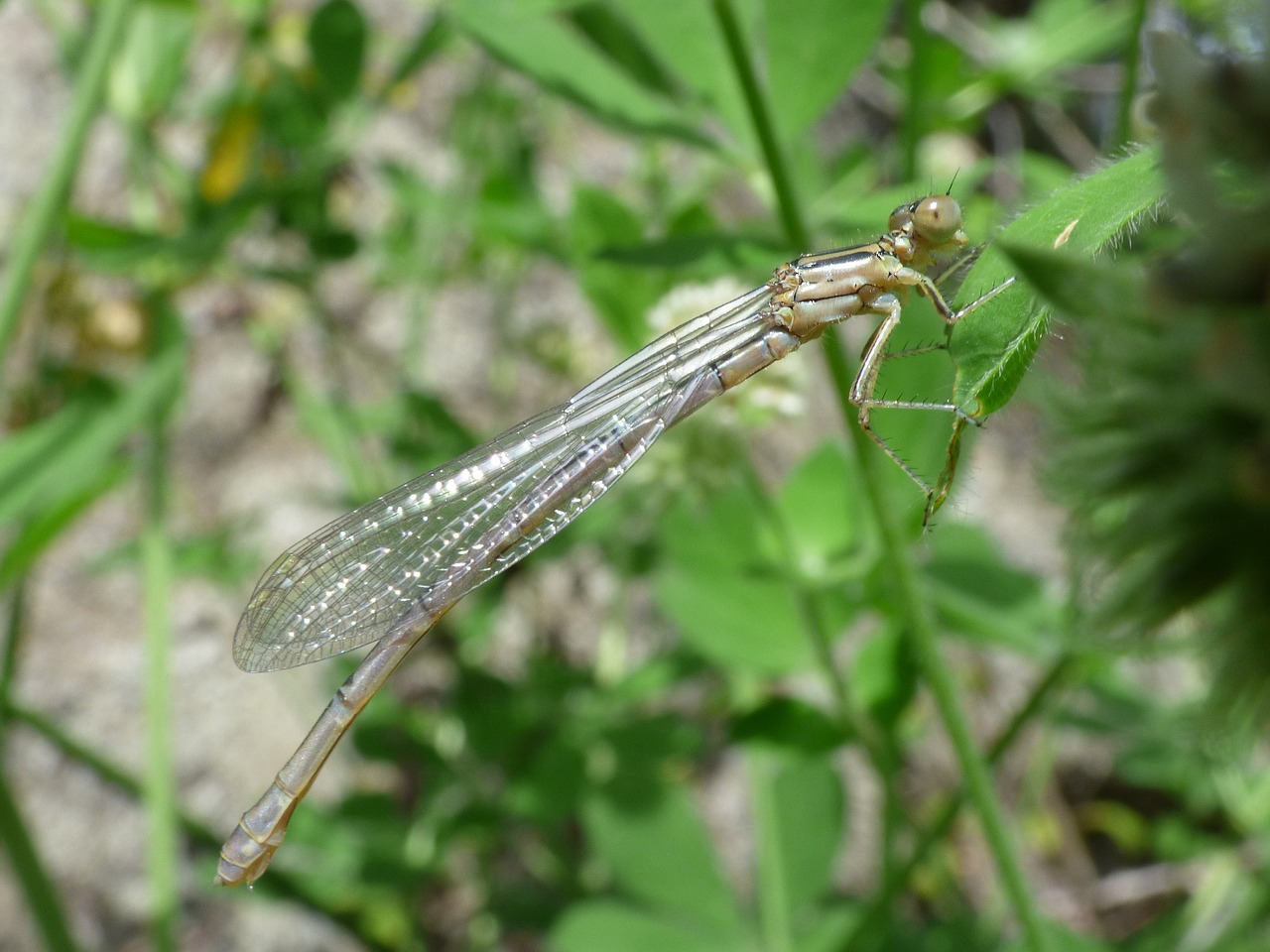 dragonfly dragonfly white damselfly free photo