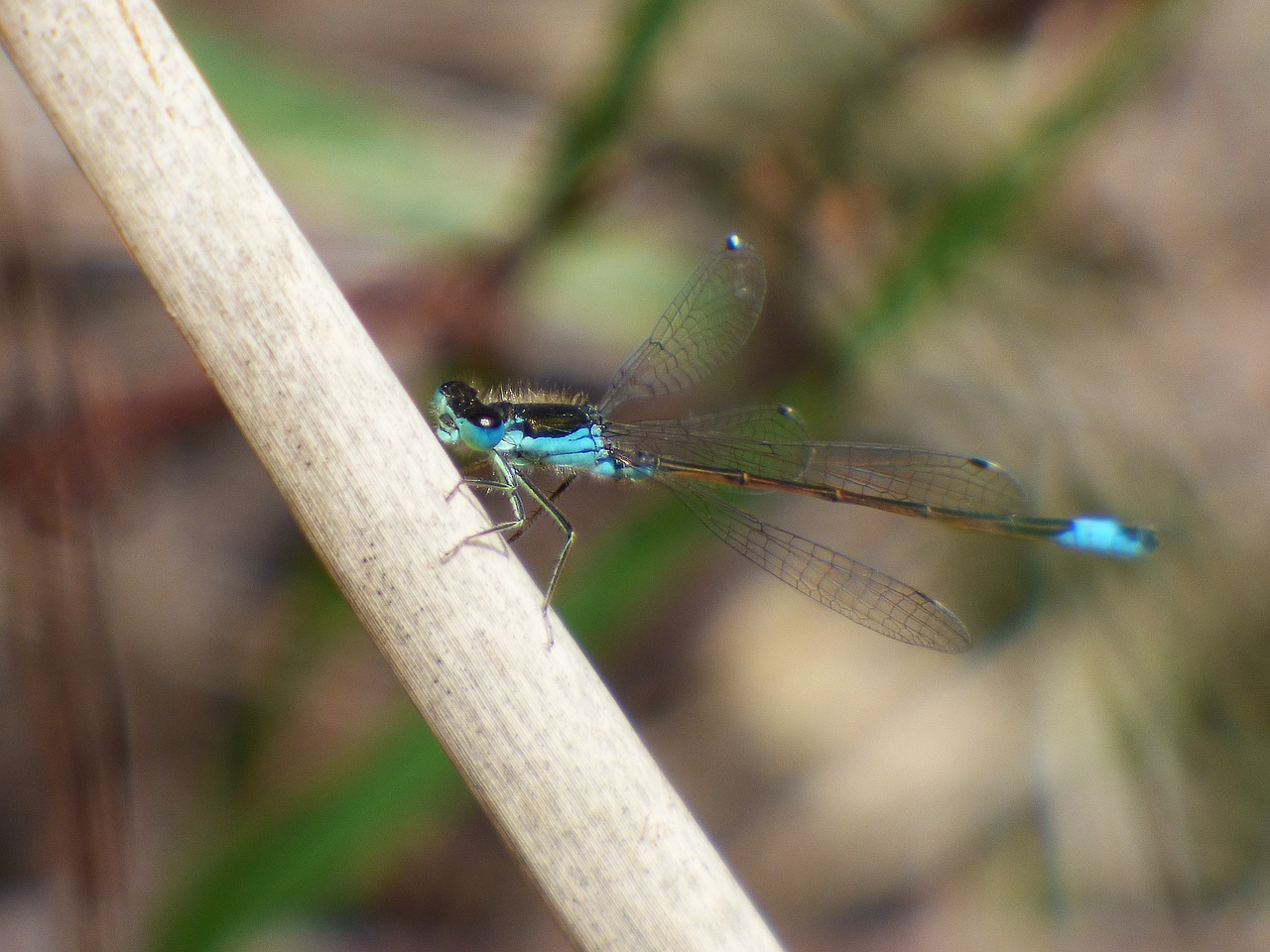 dragonfly dragonfly blue and black damselfly free photo