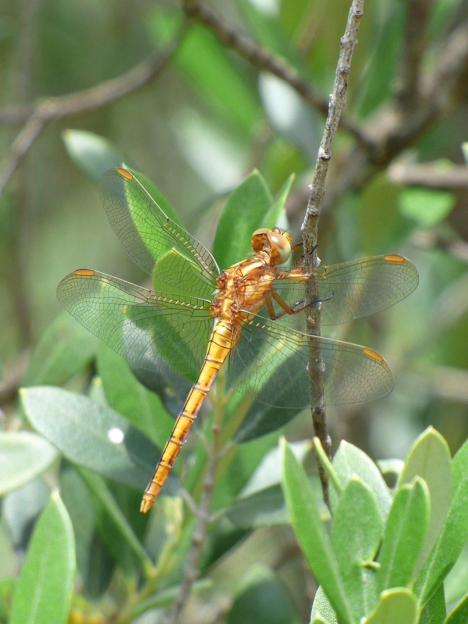 dragonfly winged insect yellow dragonfly free photo