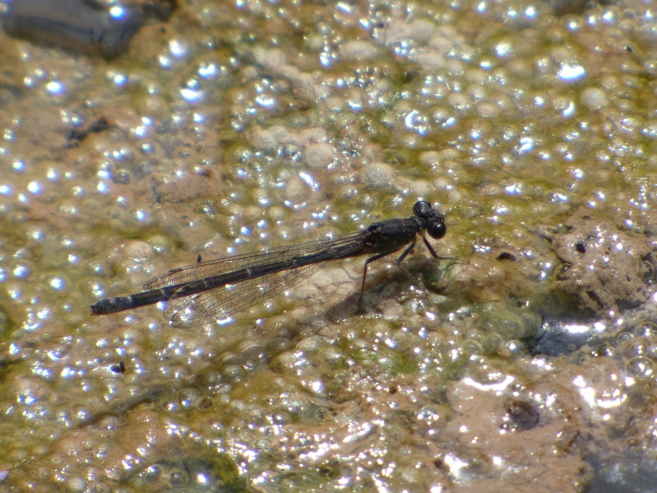 dragonfly damselfly black dragonfly free photo
