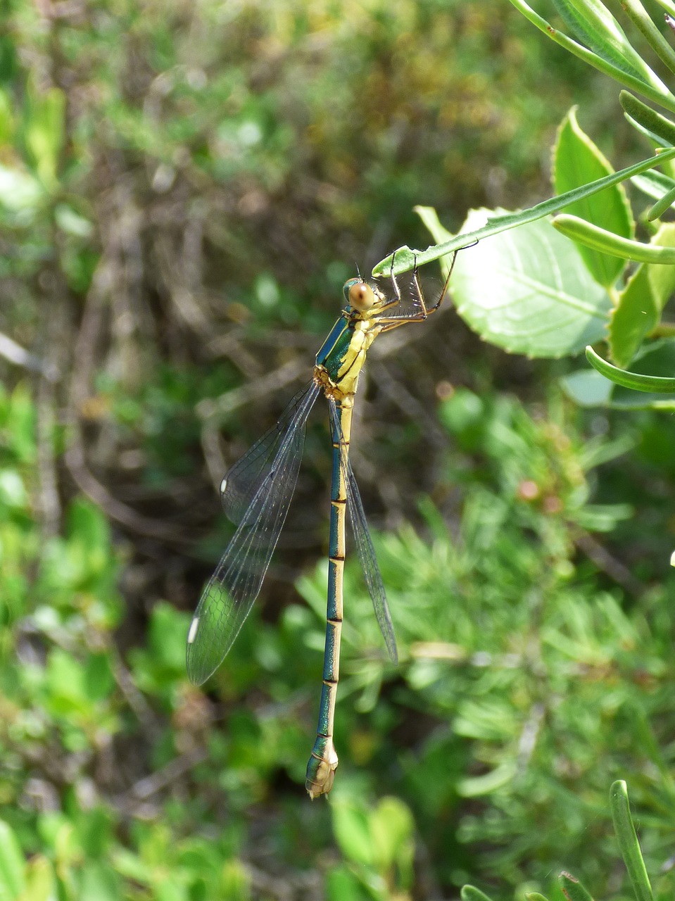 dragonfly damselfly green dragonfly free photo
