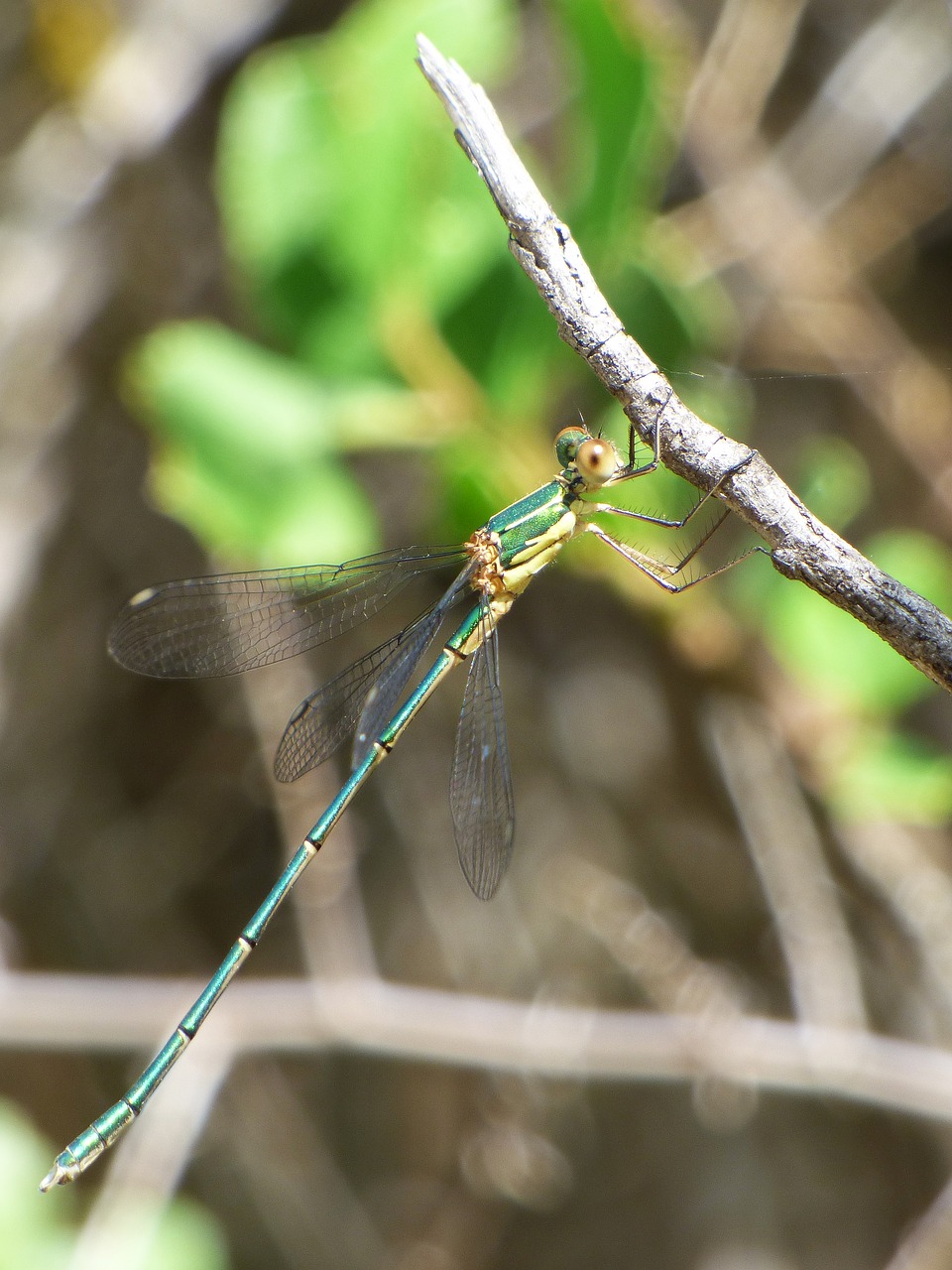 dragonfly damselfly green dragonfly free photo