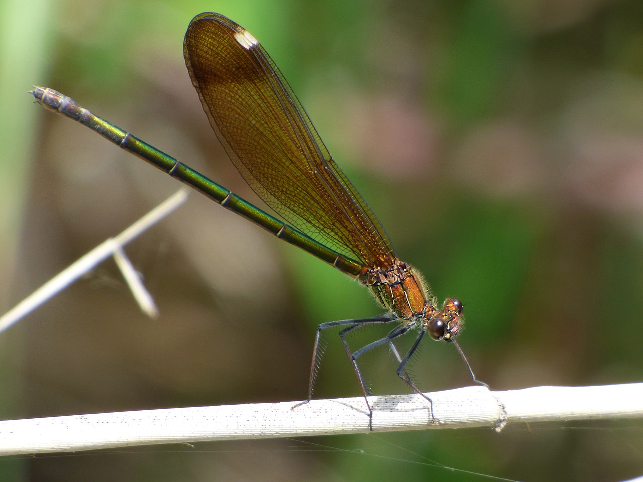 dragonfly damselfly green dragonfly free photo