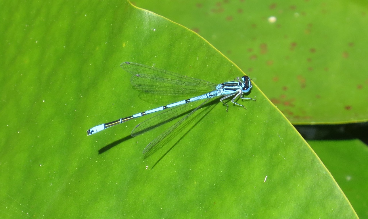 dragonfly garden pond nature free photo