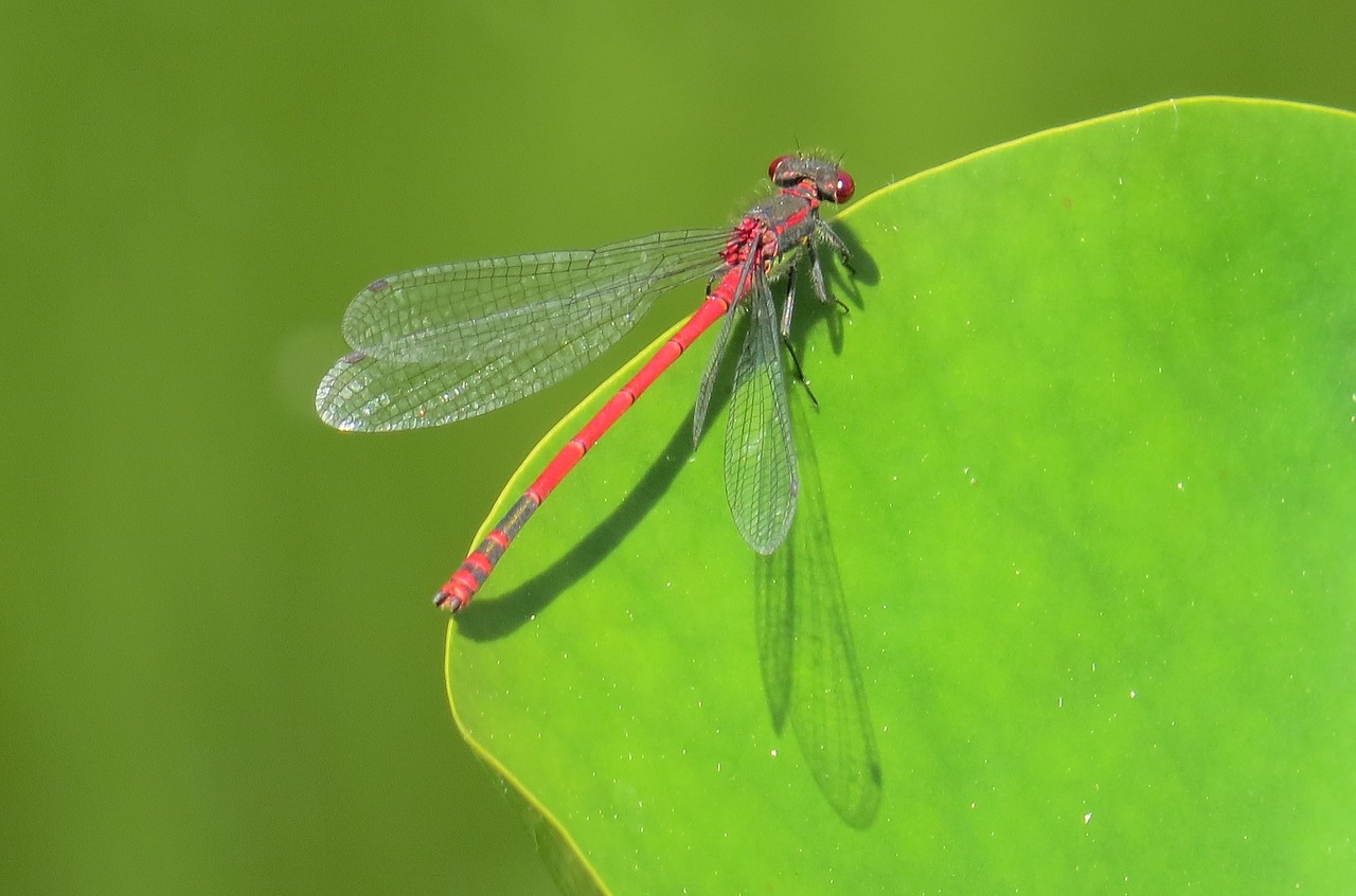 dragonfly pond insect free photo