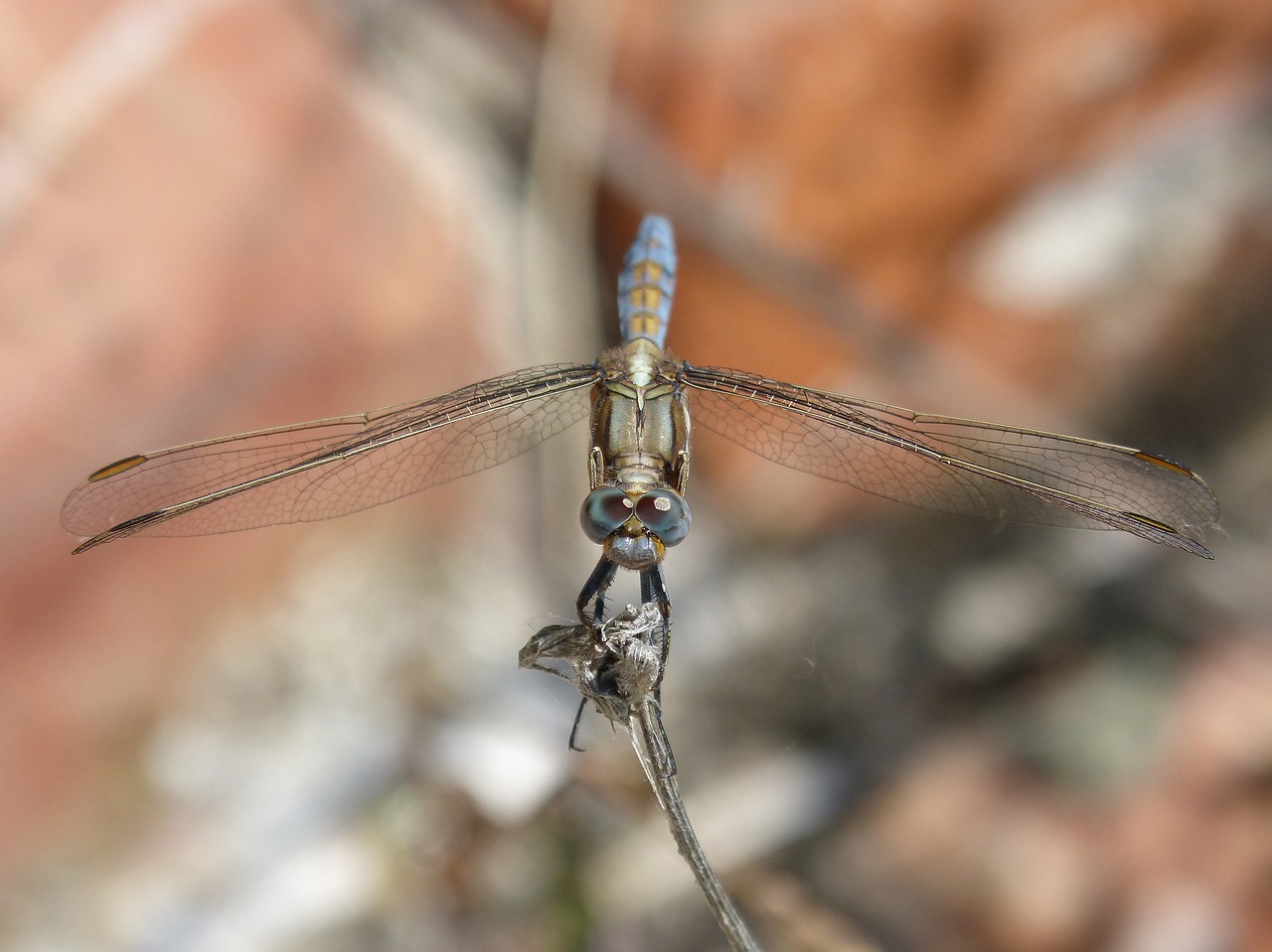 dragonfly blue dragonfly orthetrum cancellatum free photo