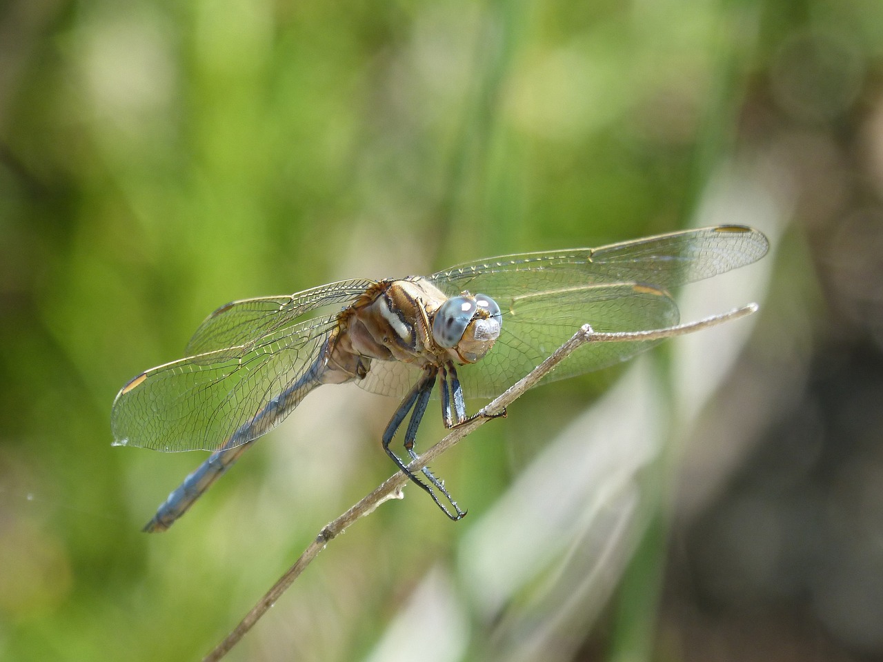 dragonfly blue dragonfly orthetrum cancellatum free photo