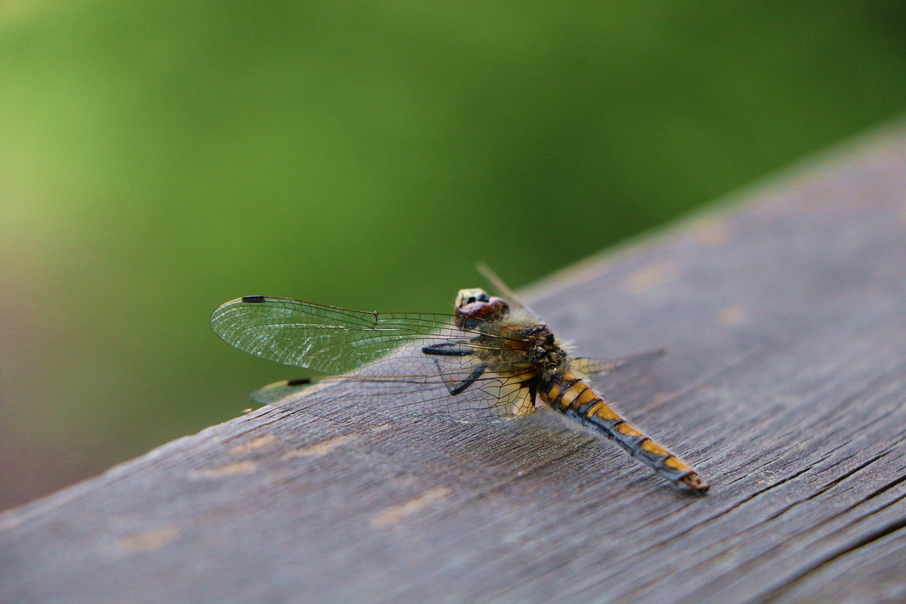 dragonfly green insect free photo