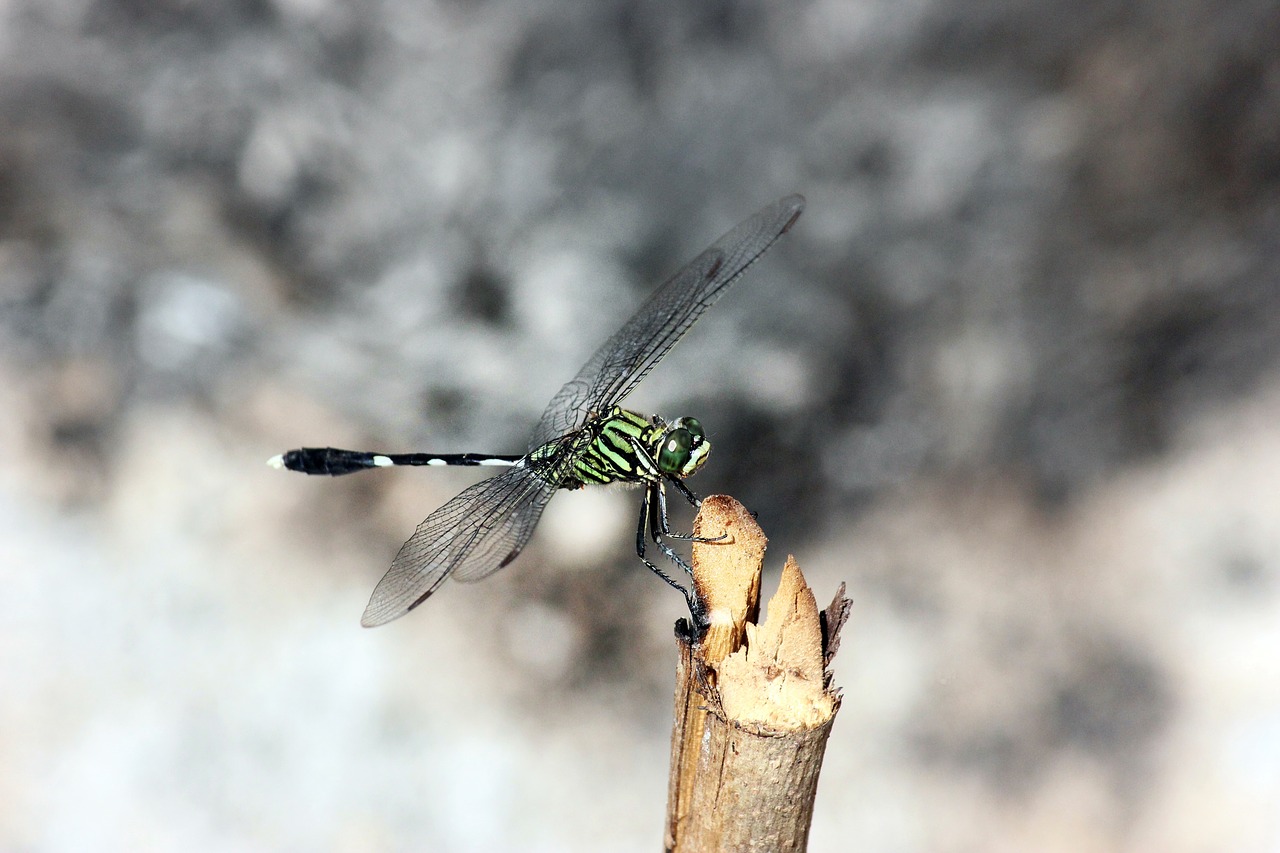 dragonfly insect macro free photo