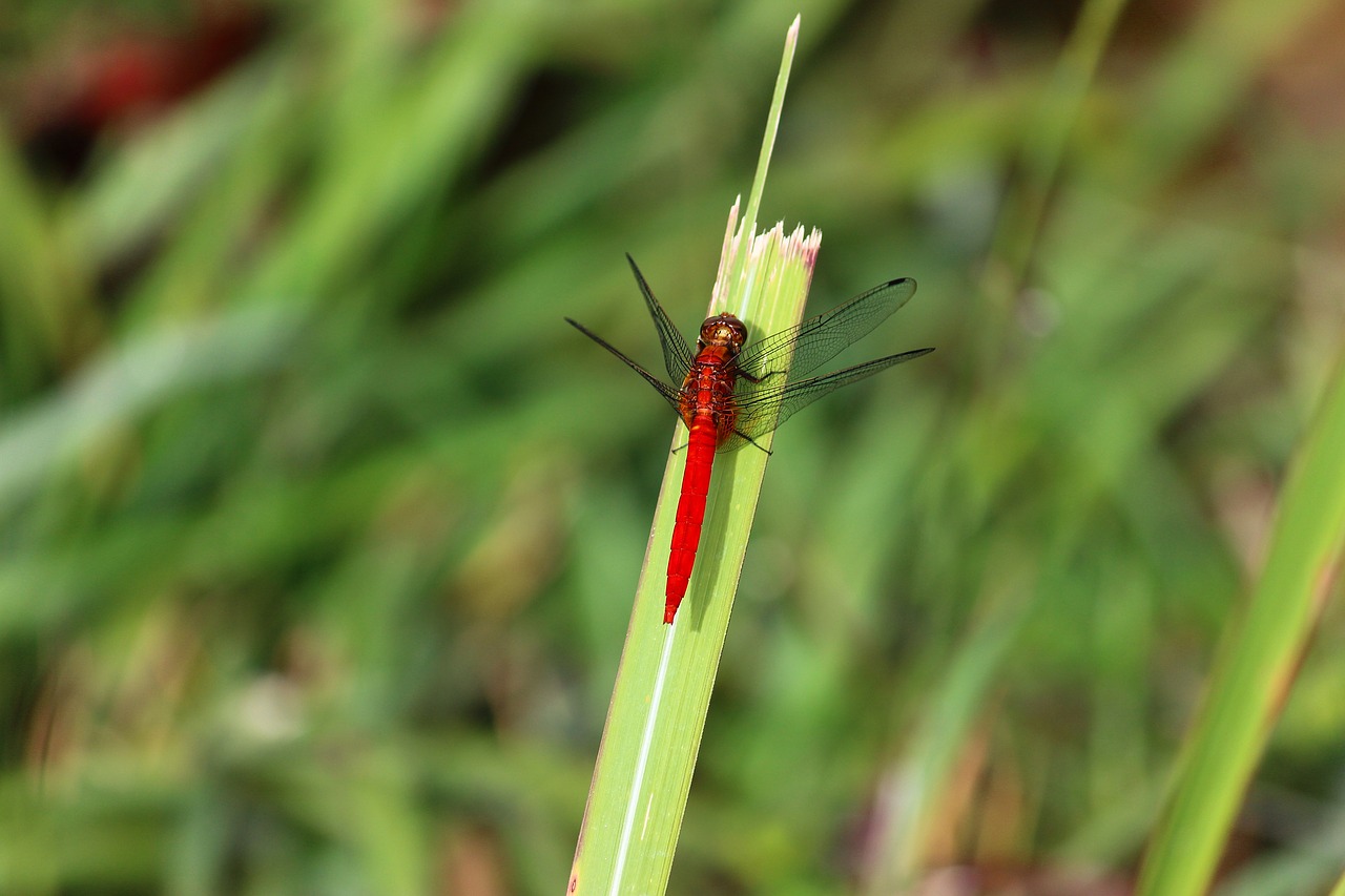 dragonfly macro insect free photo