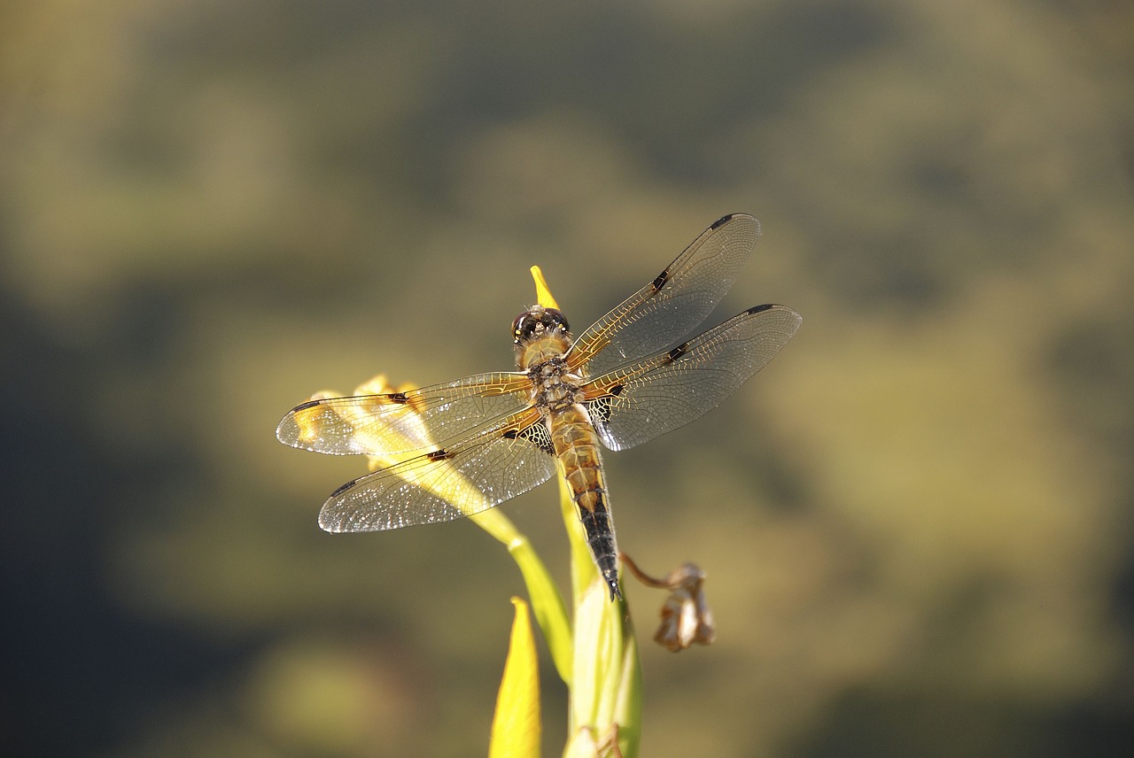 dragonfly insect close free photo