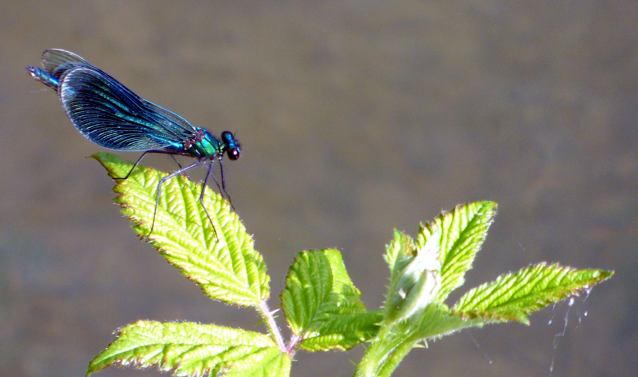 dragonfly demoiselle insect free photo