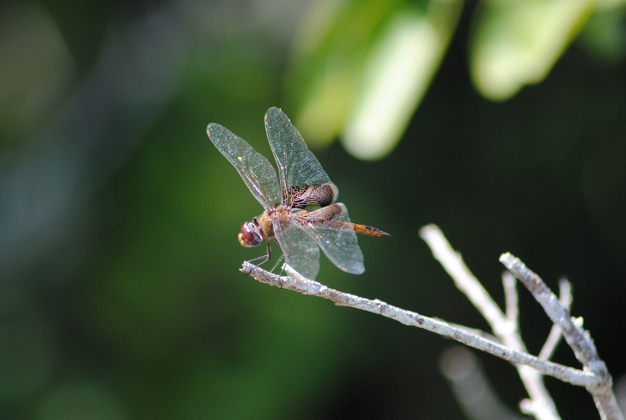 dragonfly fly insect free photo