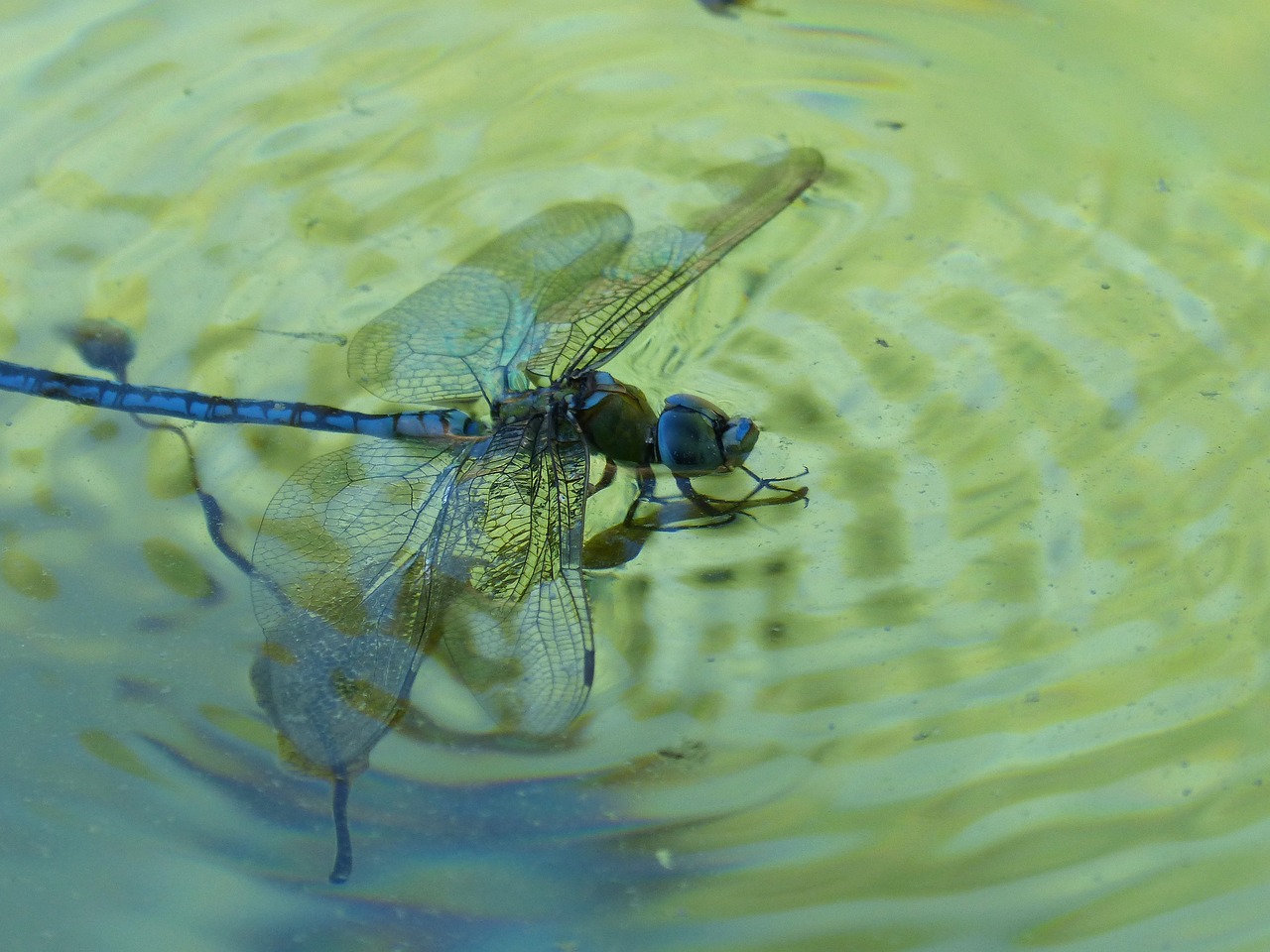 dragonfly blue dragonfly aeshna affinis free photo