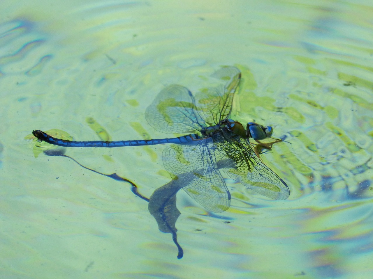 dragonfly blue dragonfly aeshna affinis free photo
