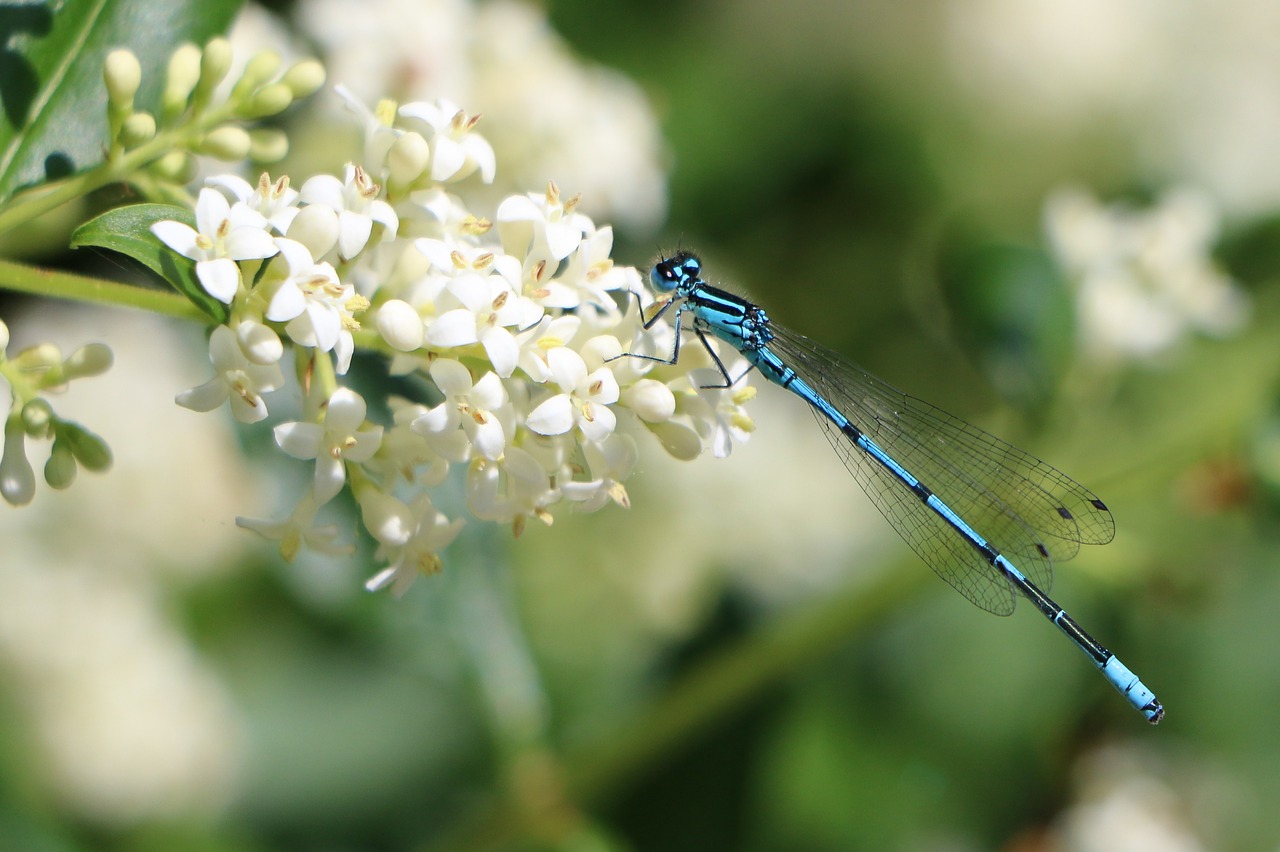 dragonfly blossom bloom free photo