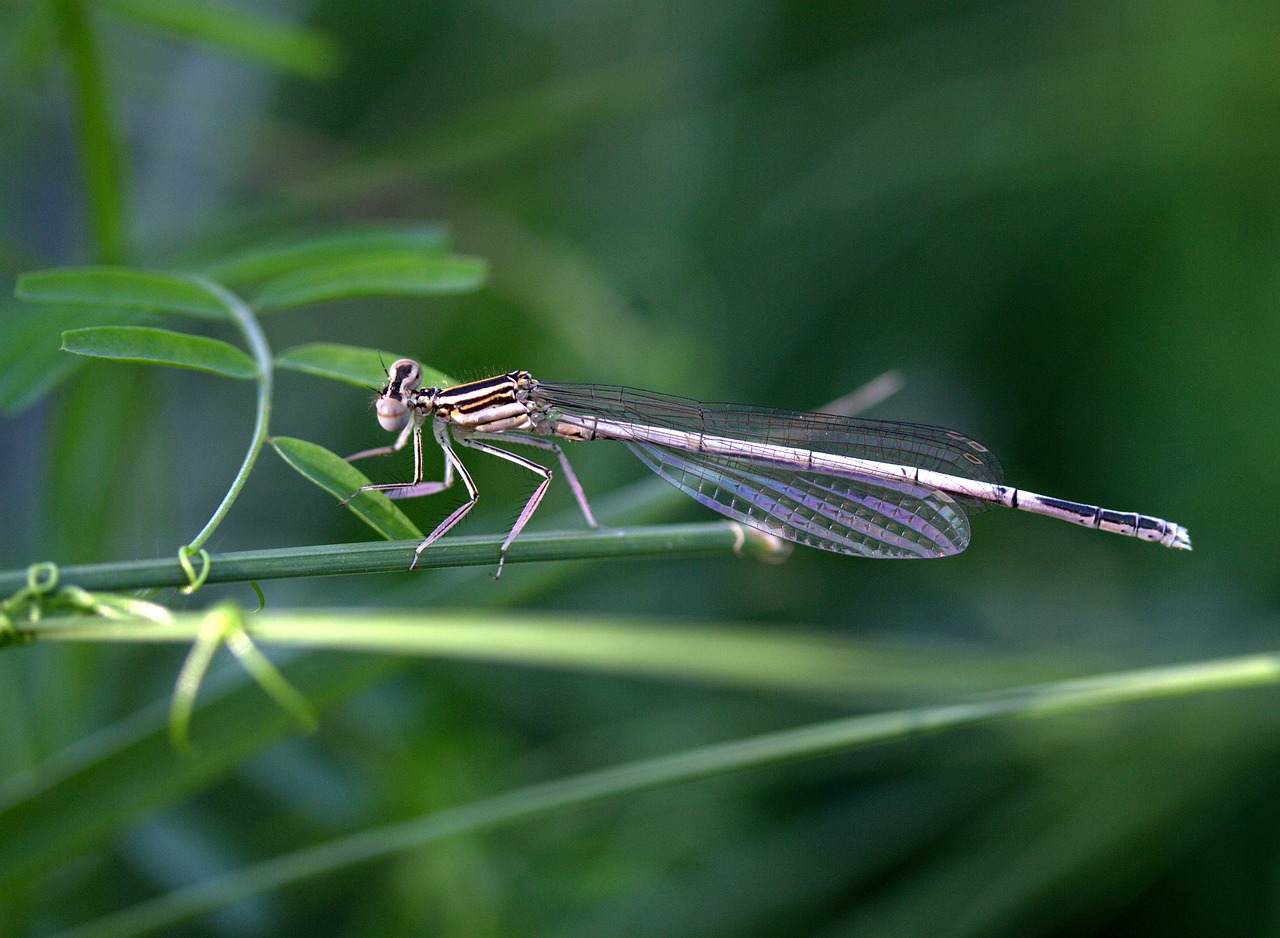 dragonfly insecta wings free photo