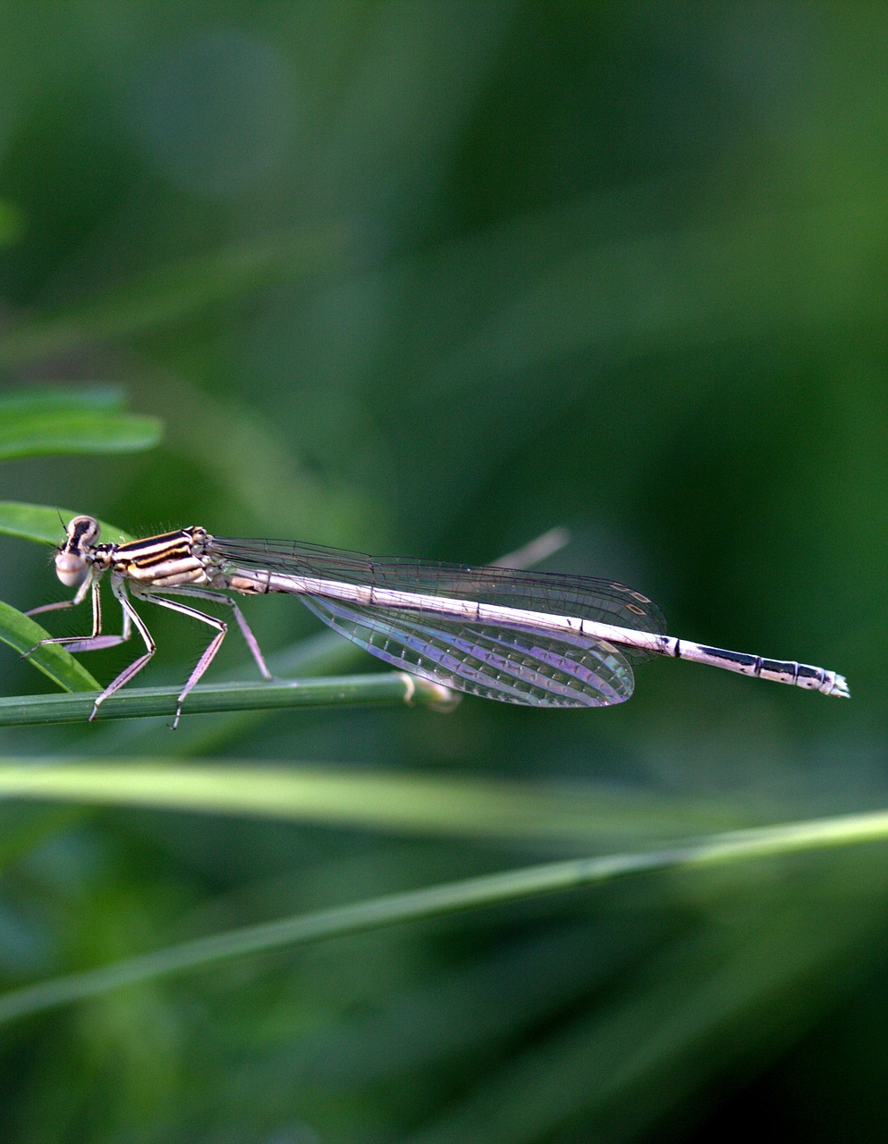 dragonfly insecta wings free photo