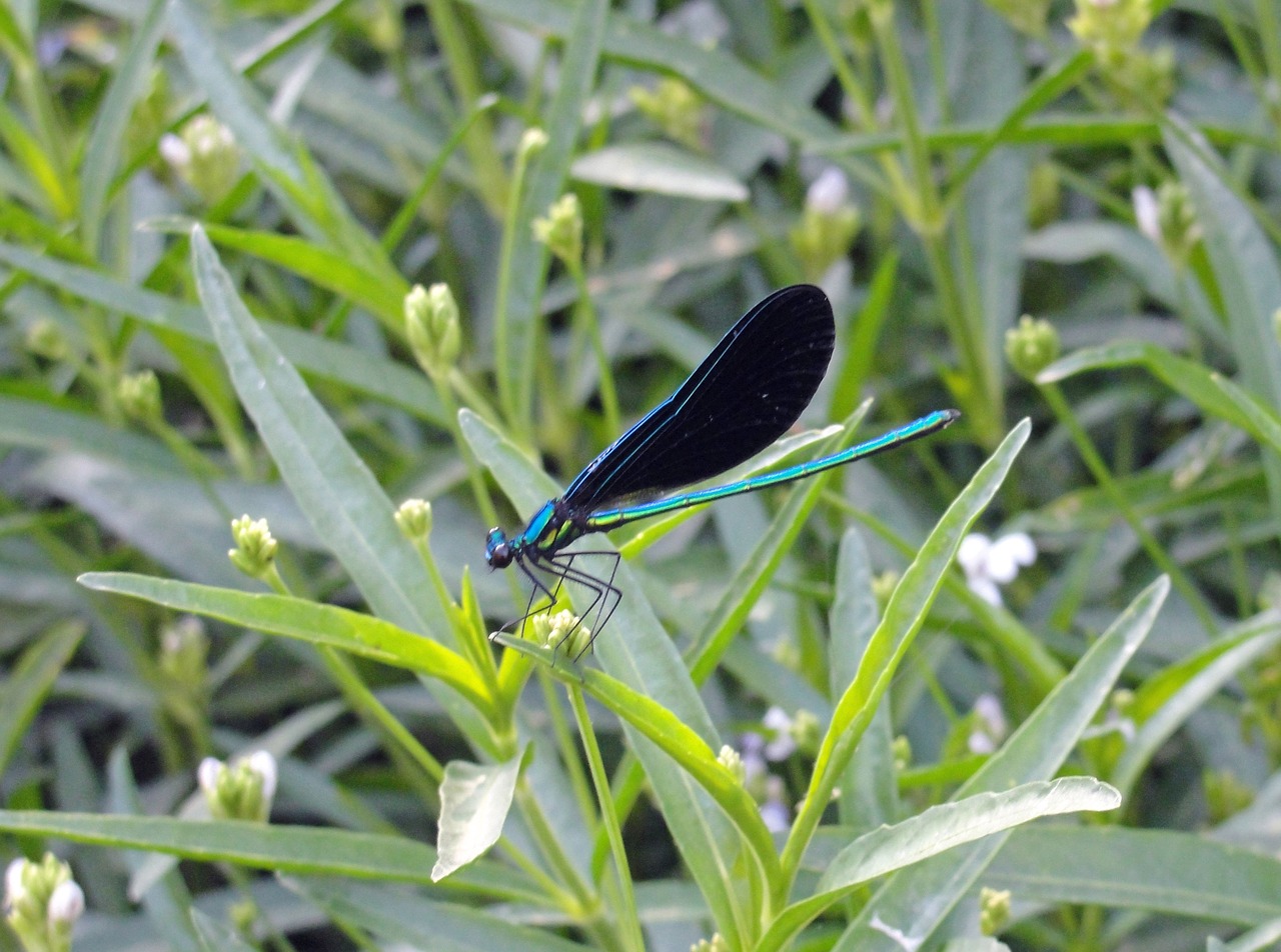 dragonfly nature outdoor free photo