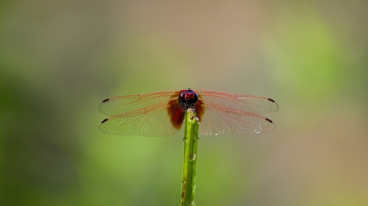 dragonfly red dragonfly red free photo