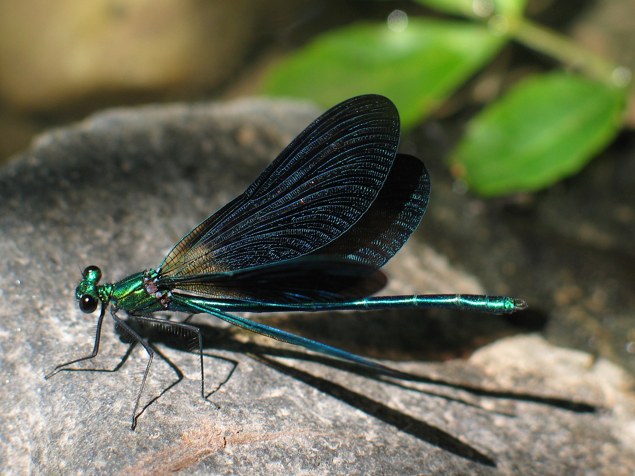 dragonfly bug fauna free photo