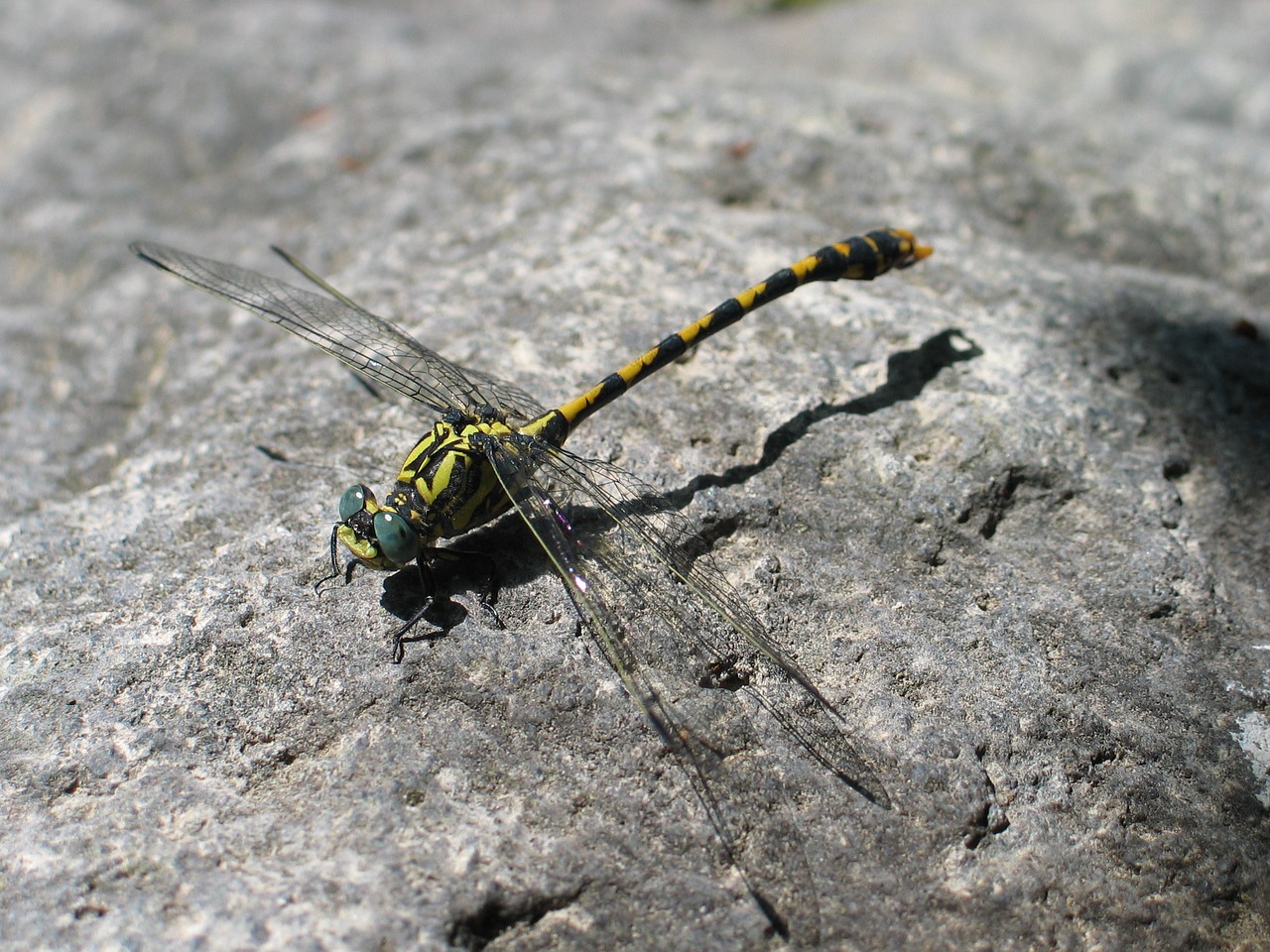 dragonfly bug fauna free photo