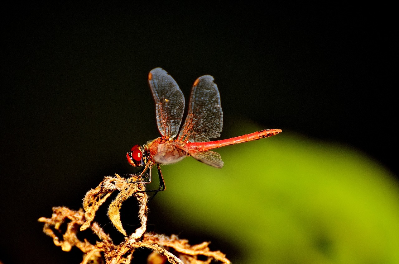 dragonfly red insect free photo