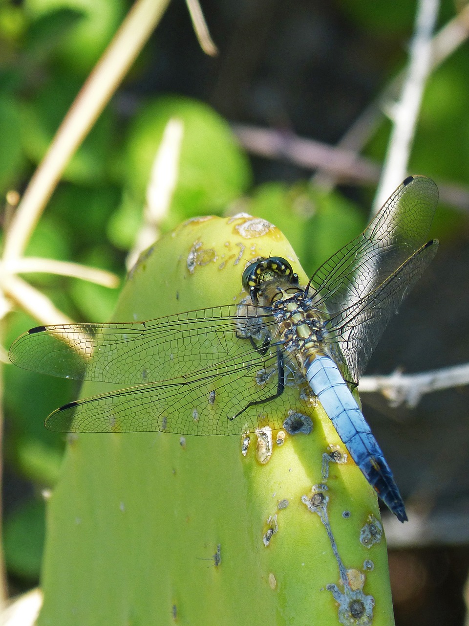 dragonfly cactus wetland free photo