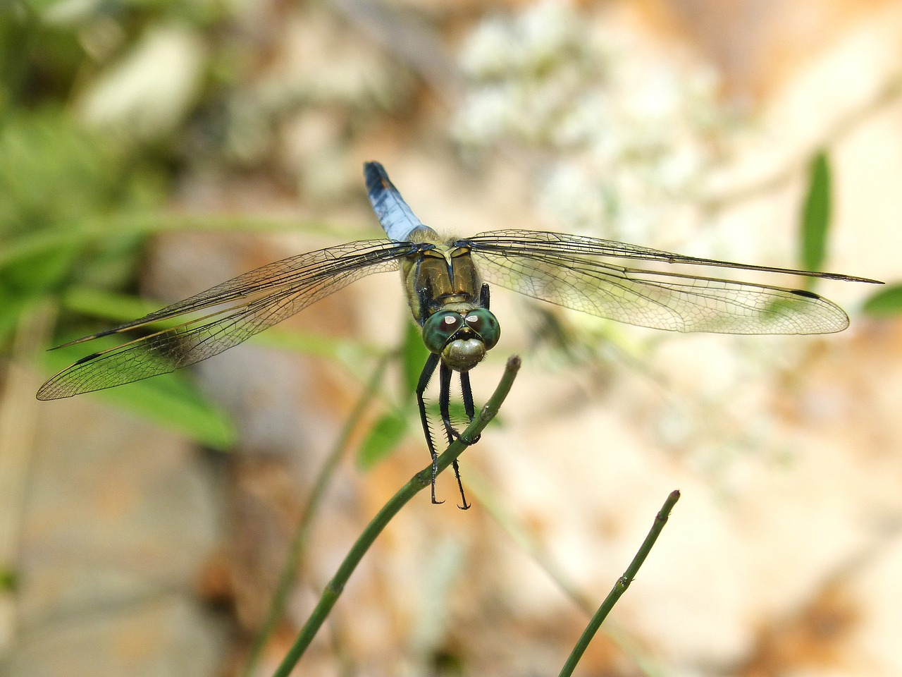 dragonfly branch wetland free photo