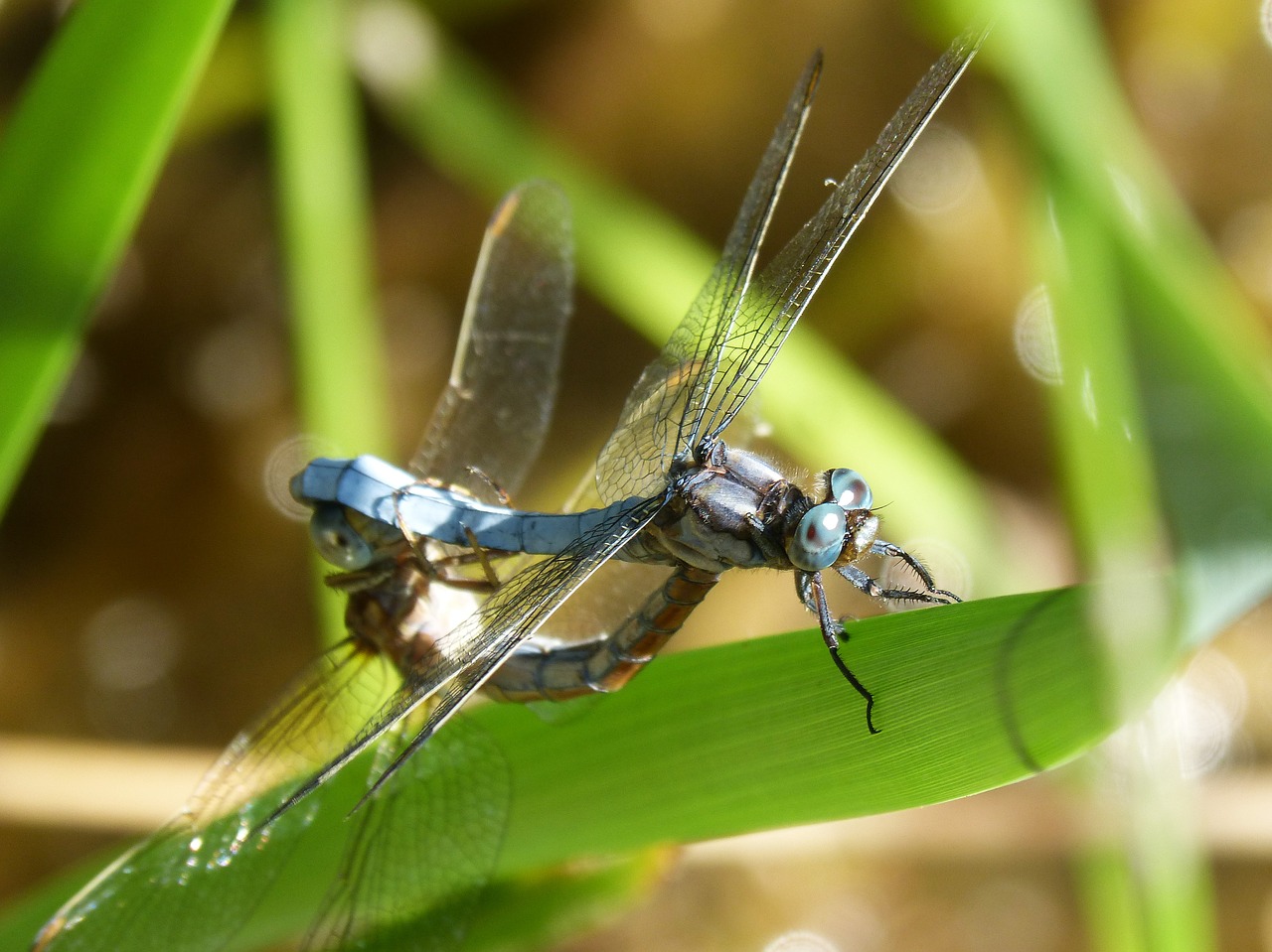 dragonfly blue dragonfly couple free photo
