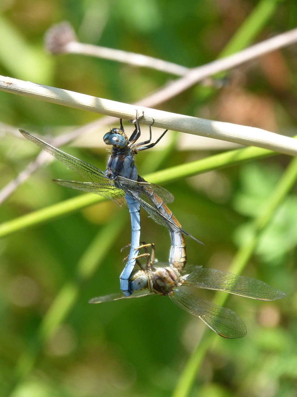 dragonfly blue dragonfly couple free photo