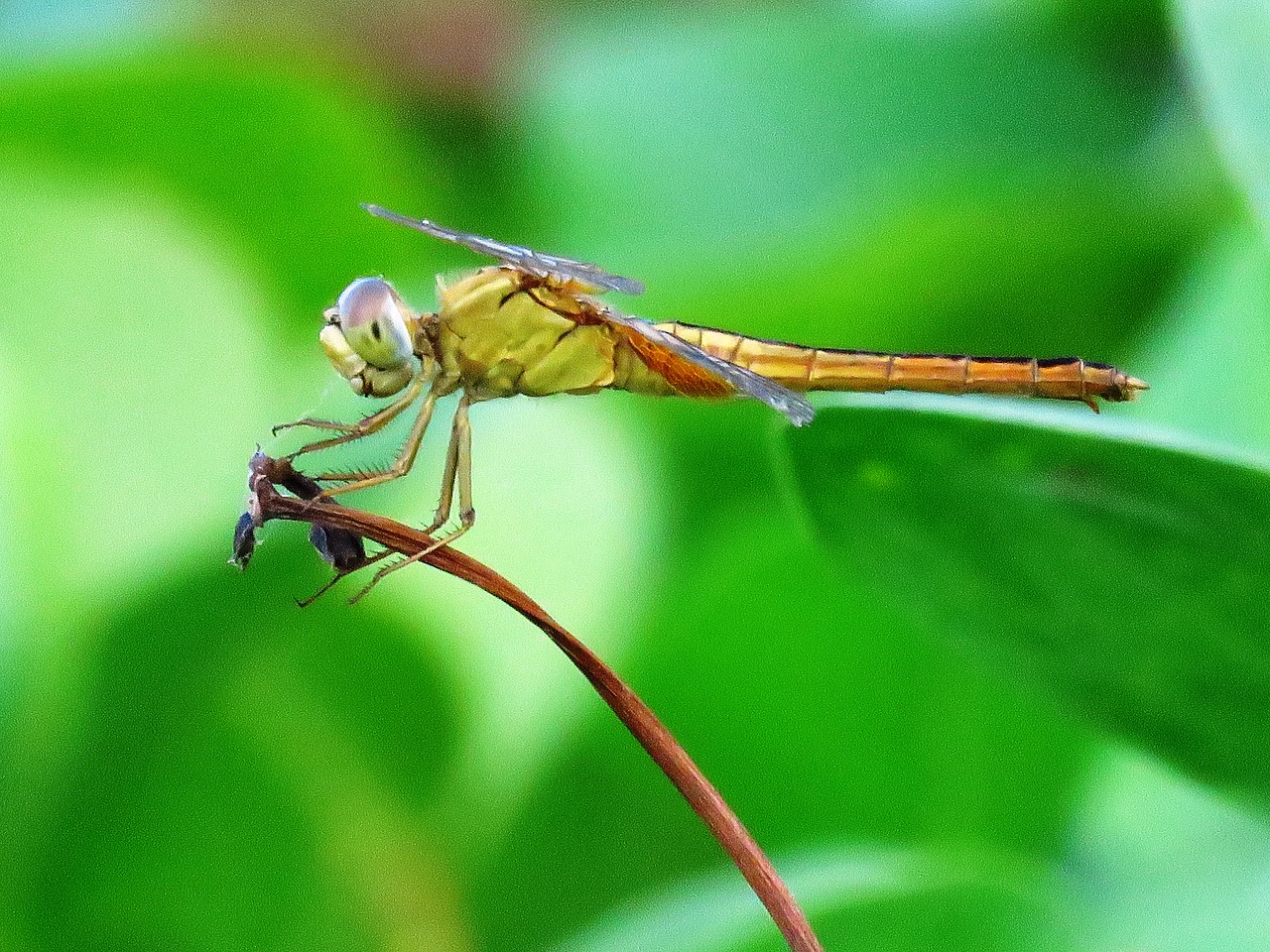 dragonfly macro resting free photo