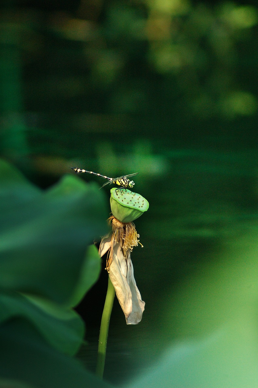 dragonfly lotus free pictures free photo