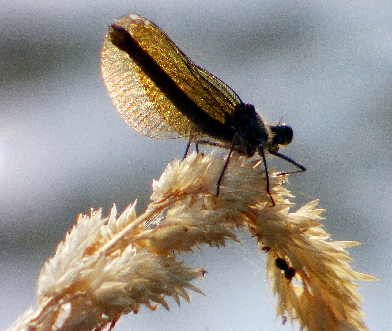 dragonfly insect nature free photo