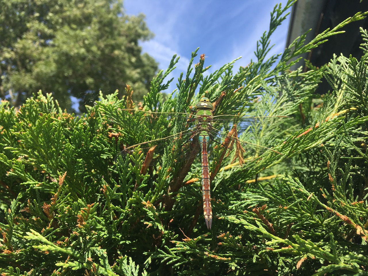 dragonfly green summer free photo