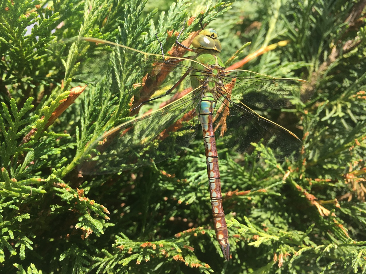 dragonfly green summer free photo