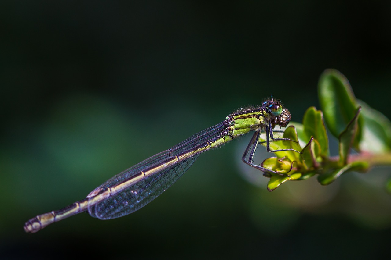 dragonfly pond insect free photo