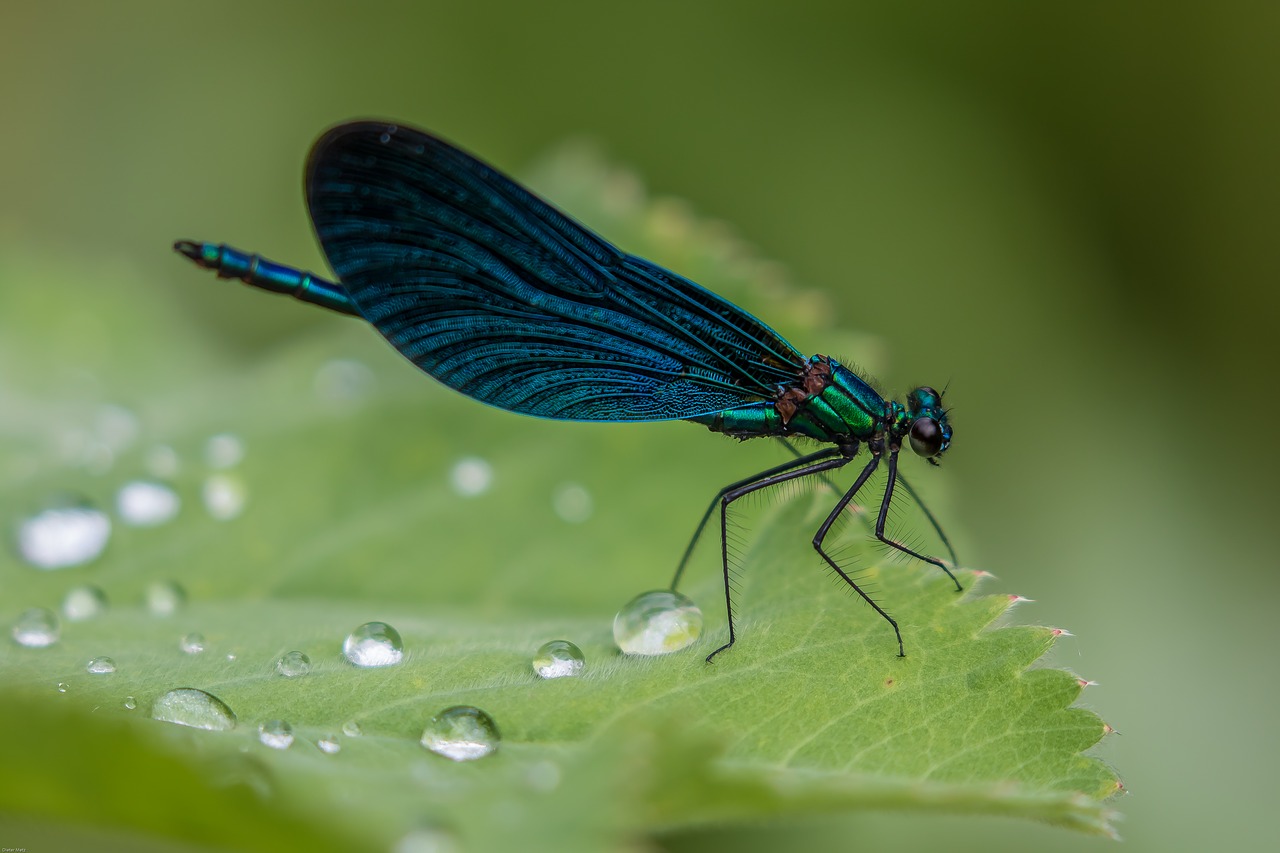dragonfly demoiselle blue dragonfly free photo