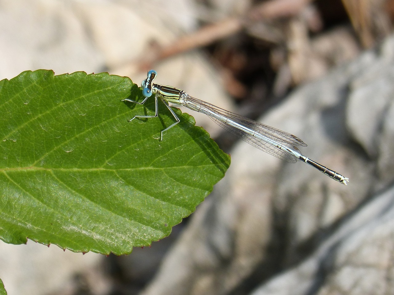 dragonfly damselfly leaf free photo