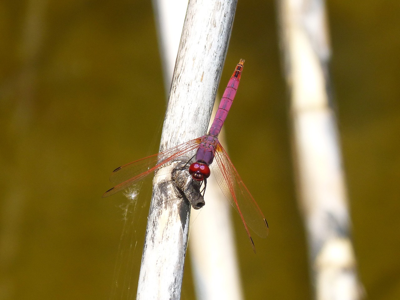 dragonfly cañas raft free photo