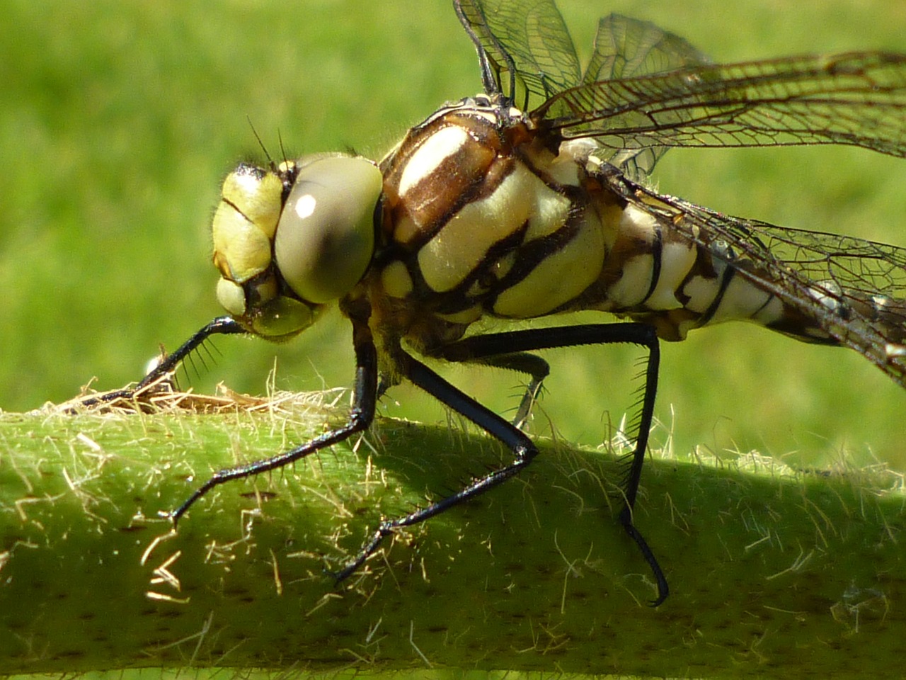 dragonfly insect nature free photo