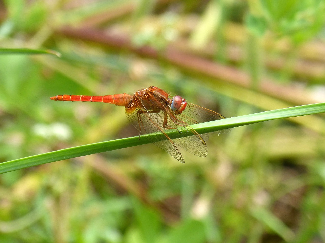 dragonfly erythraea crocothemis greenery free photo