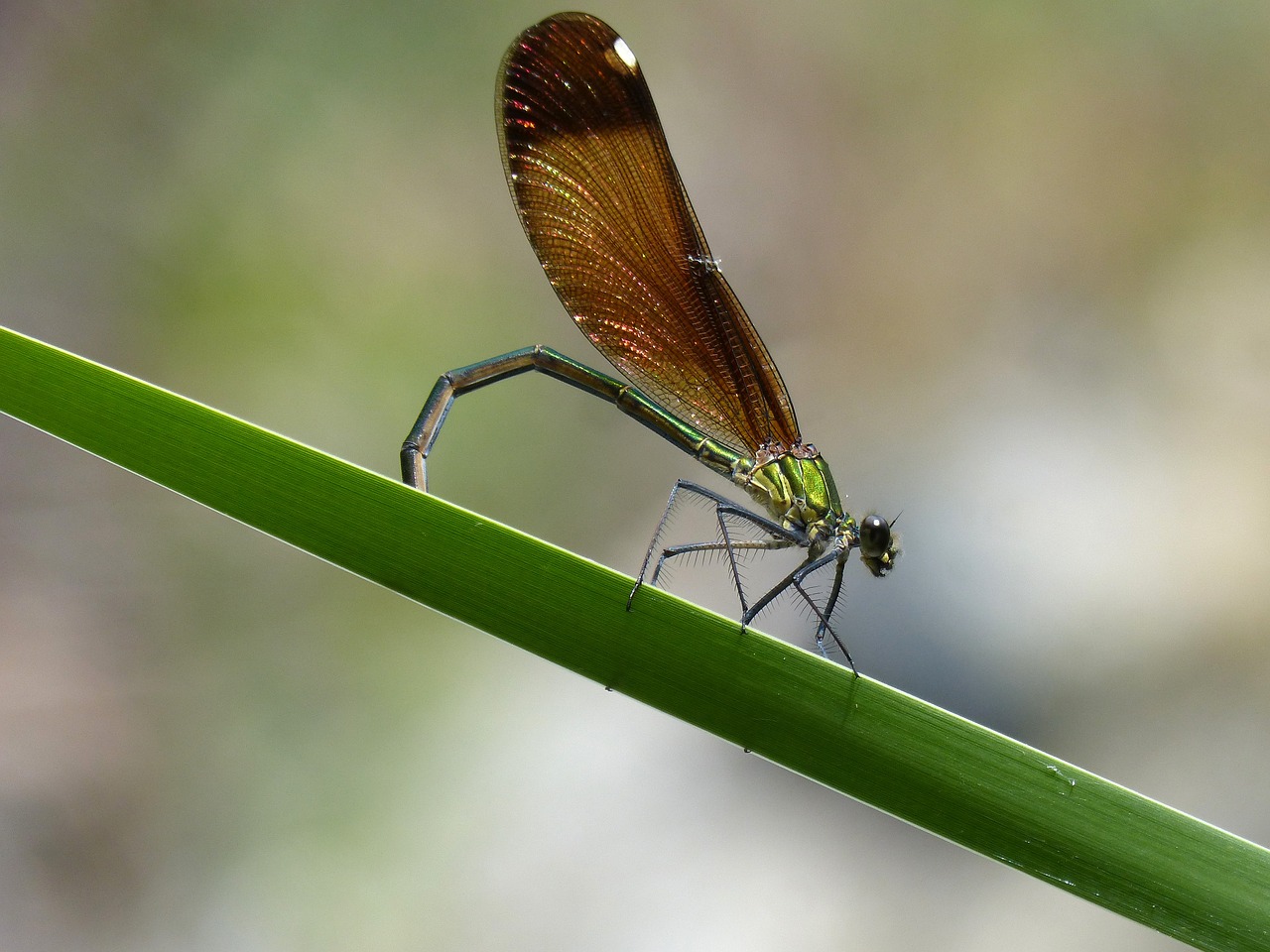 dragonfly damselfly calopteryx virgo free photo