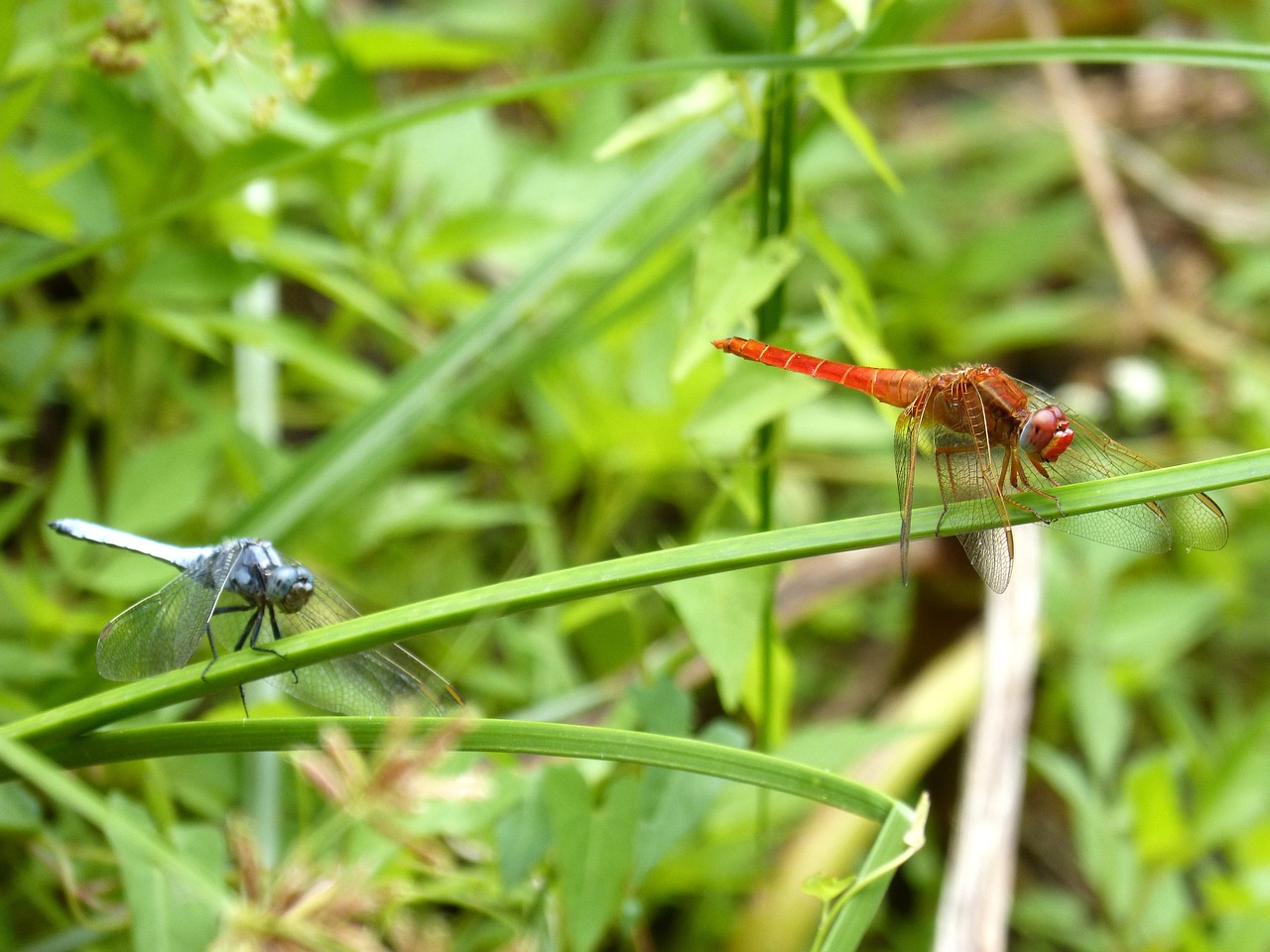 dragonfly couple erythraea crocothemis free photo