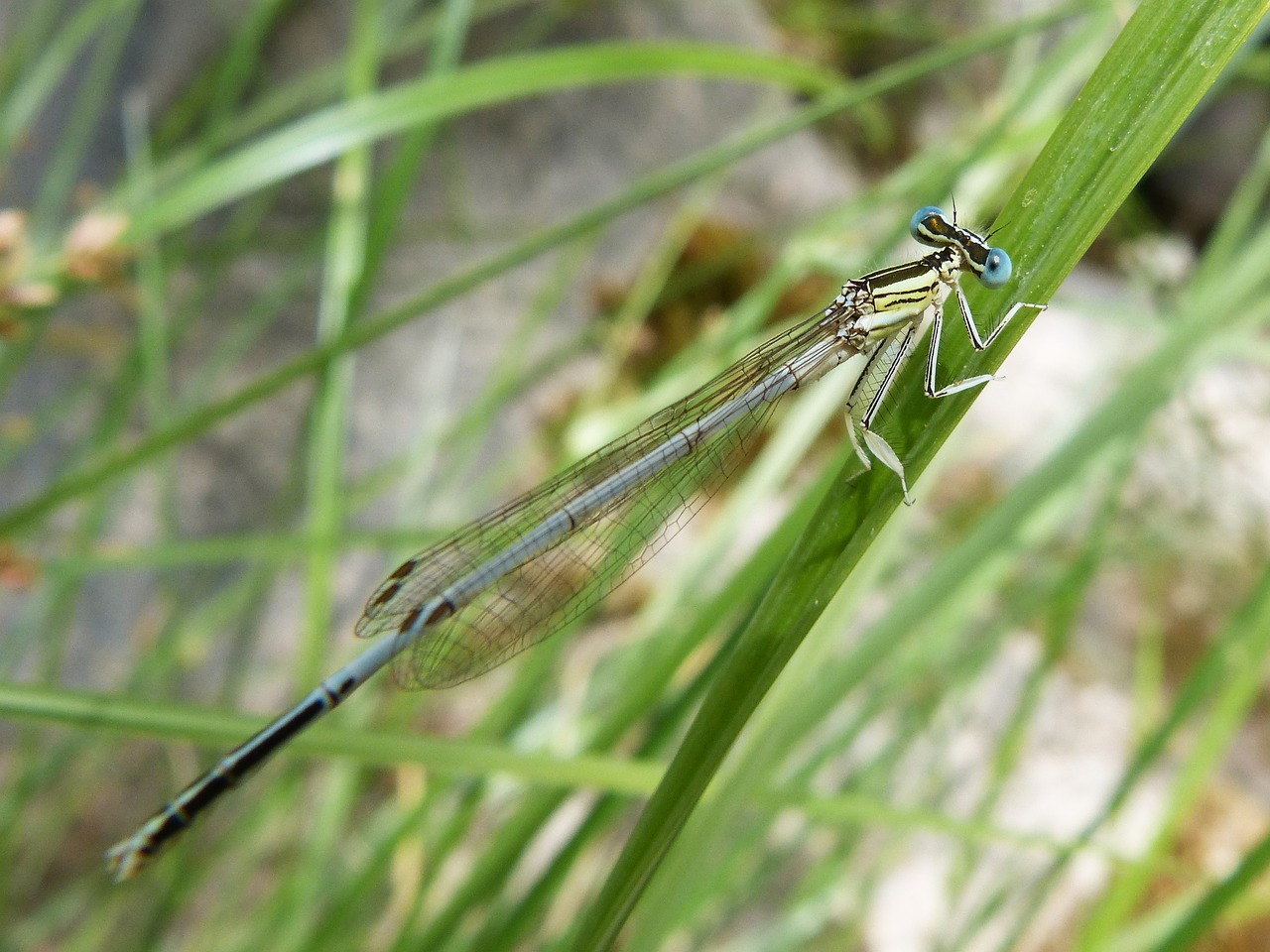 dragonfly leaf damselfly free photo