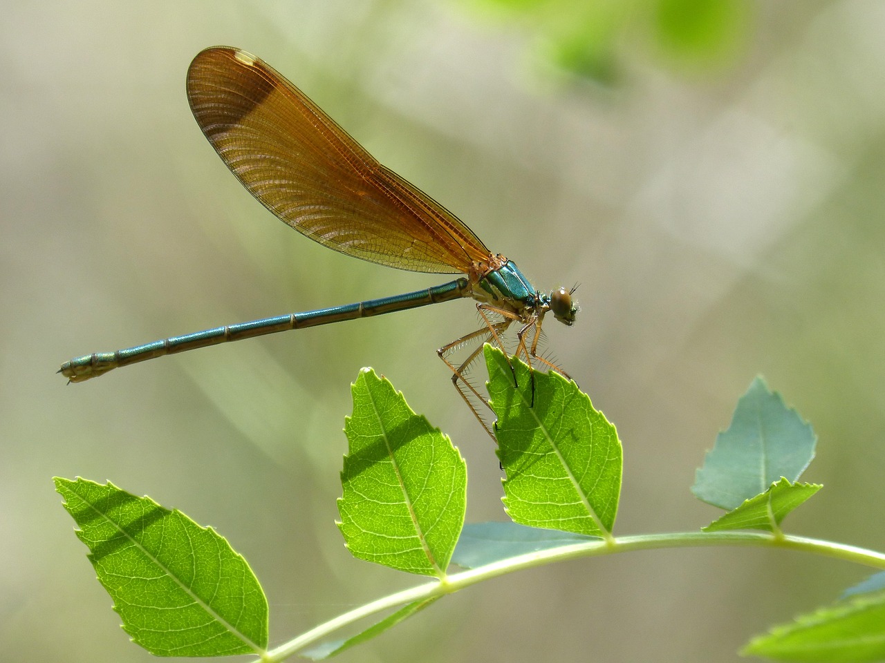 dragonfly iridescent green dragonfly free photo