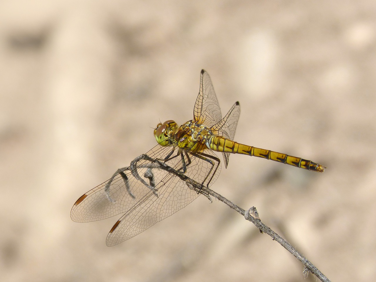 dragonfly yellow dragonfly branch free photo