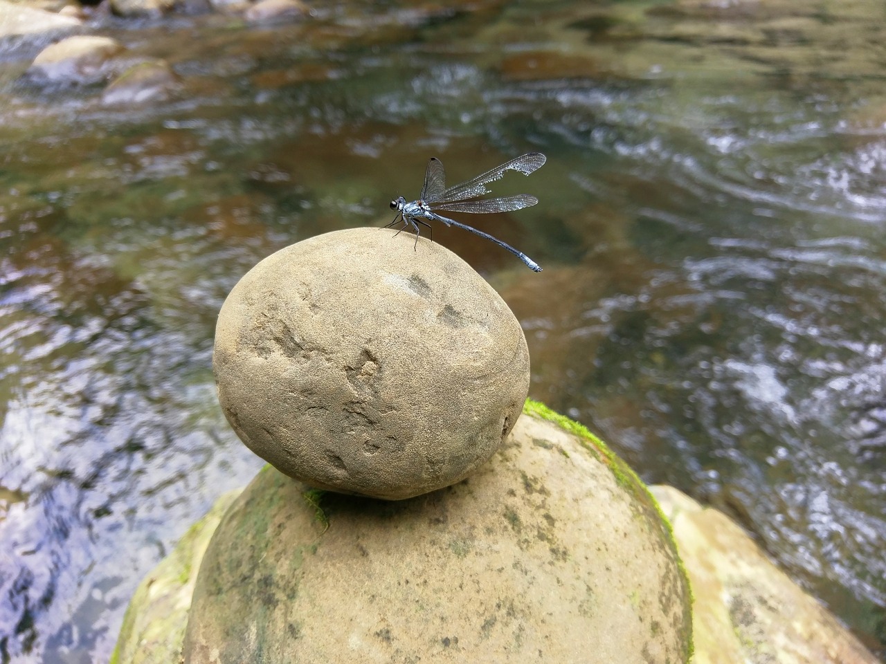 dragonfly stone circular free photo