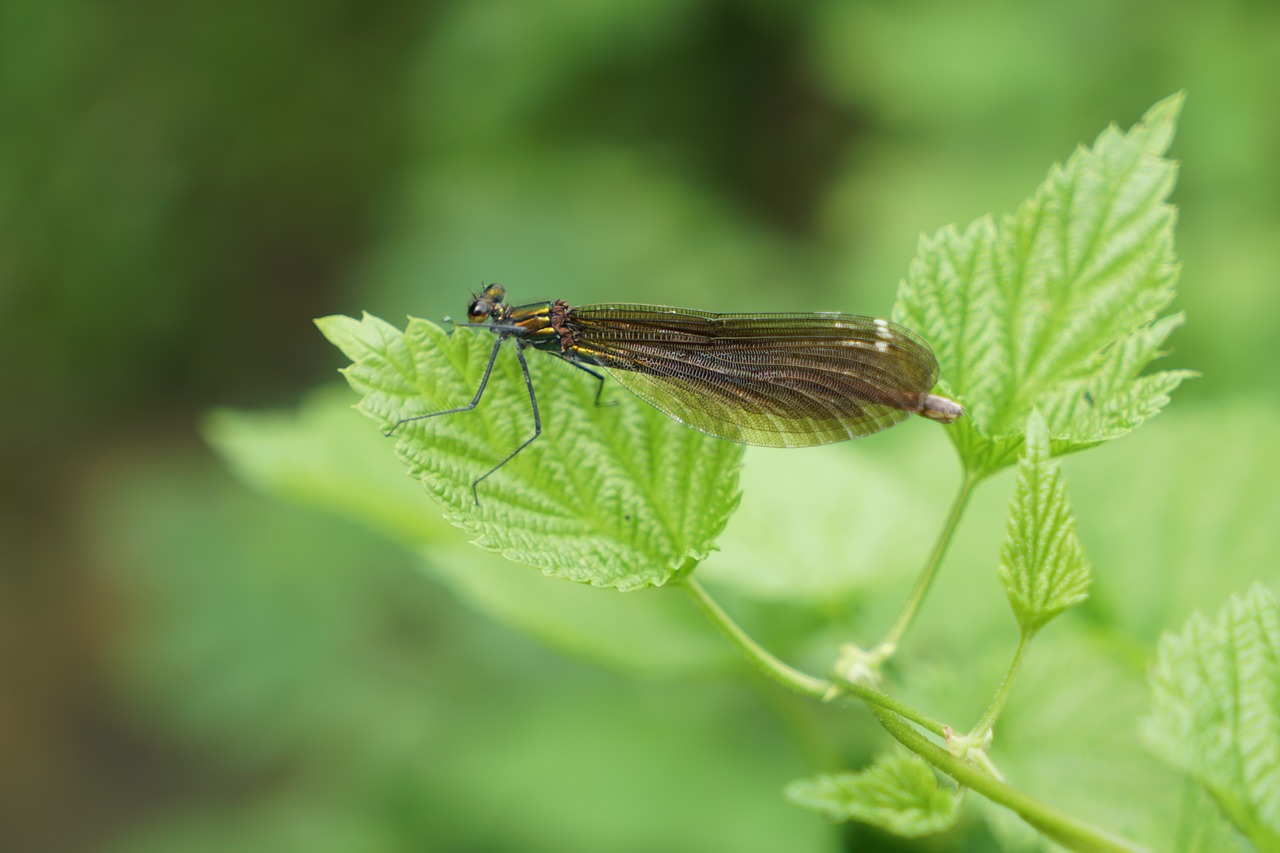 dragonfly insect close free photo